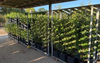 Contract growing plants for Valley Provincial Landscaping Project