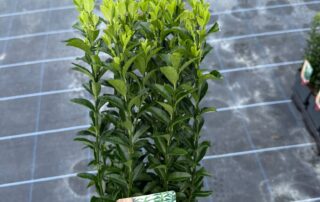 Euonymus from Quercus Nursery