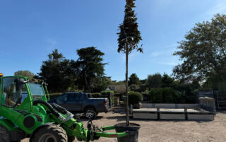 Magnolia Grandiosa Quercus Nursery